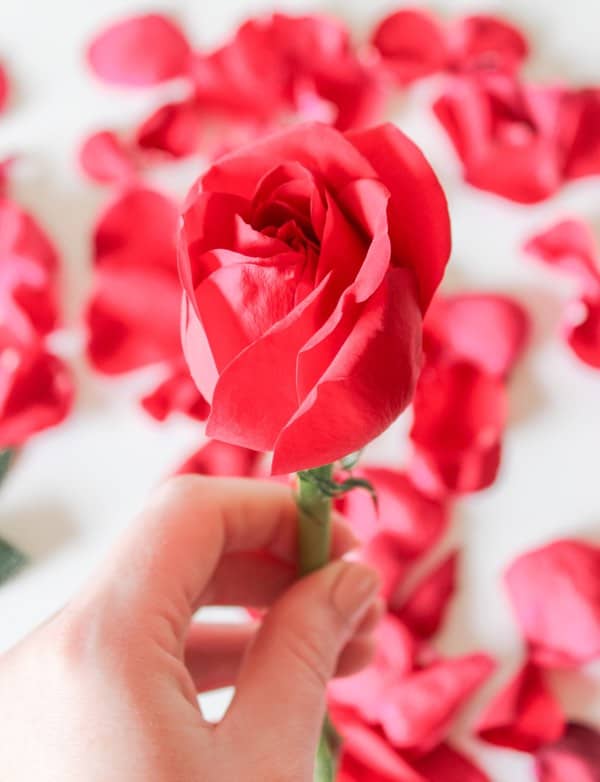 easy love spells with rose petals