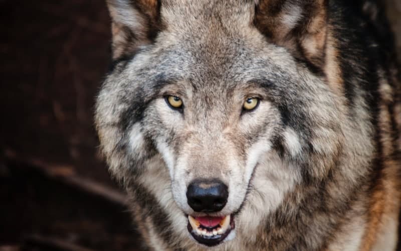 wolf face spirit animal hidden message