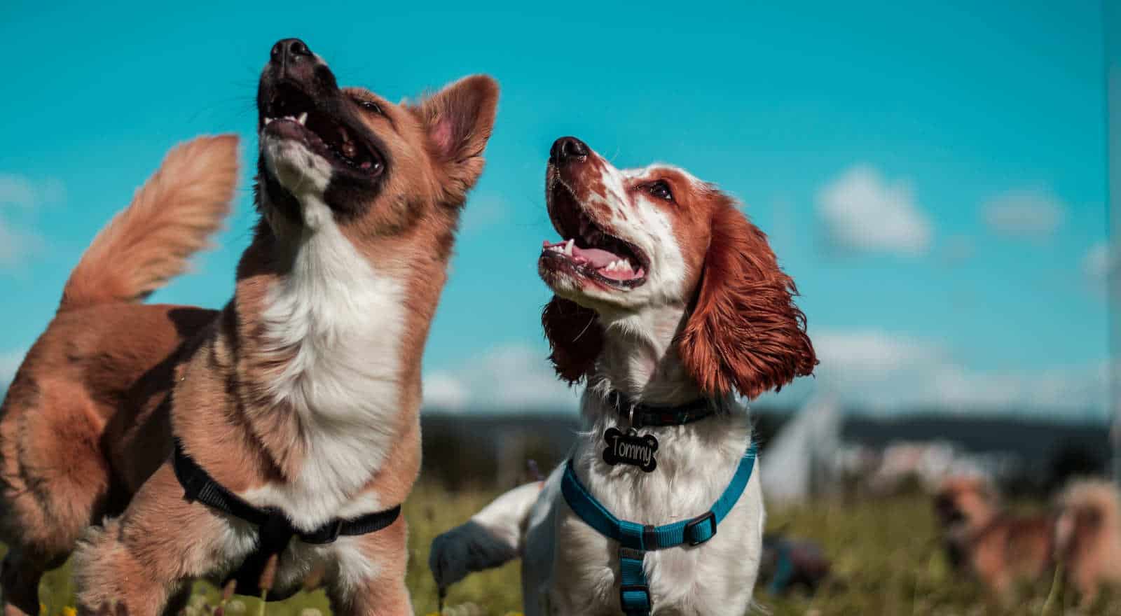 dogs header