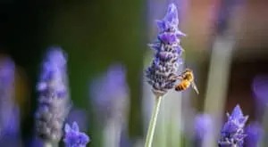 bees header