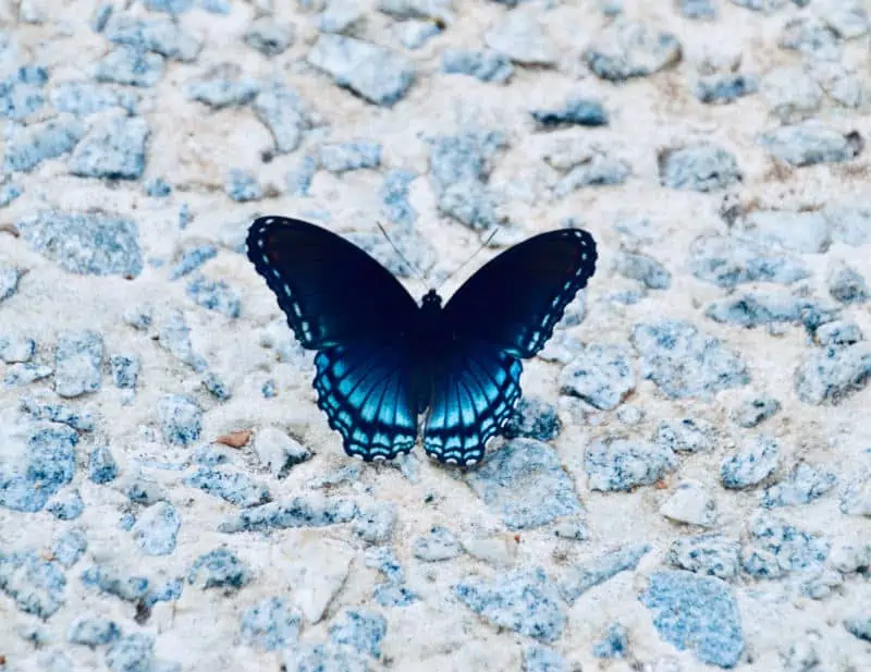 spiritual meaning of a blue butterfly