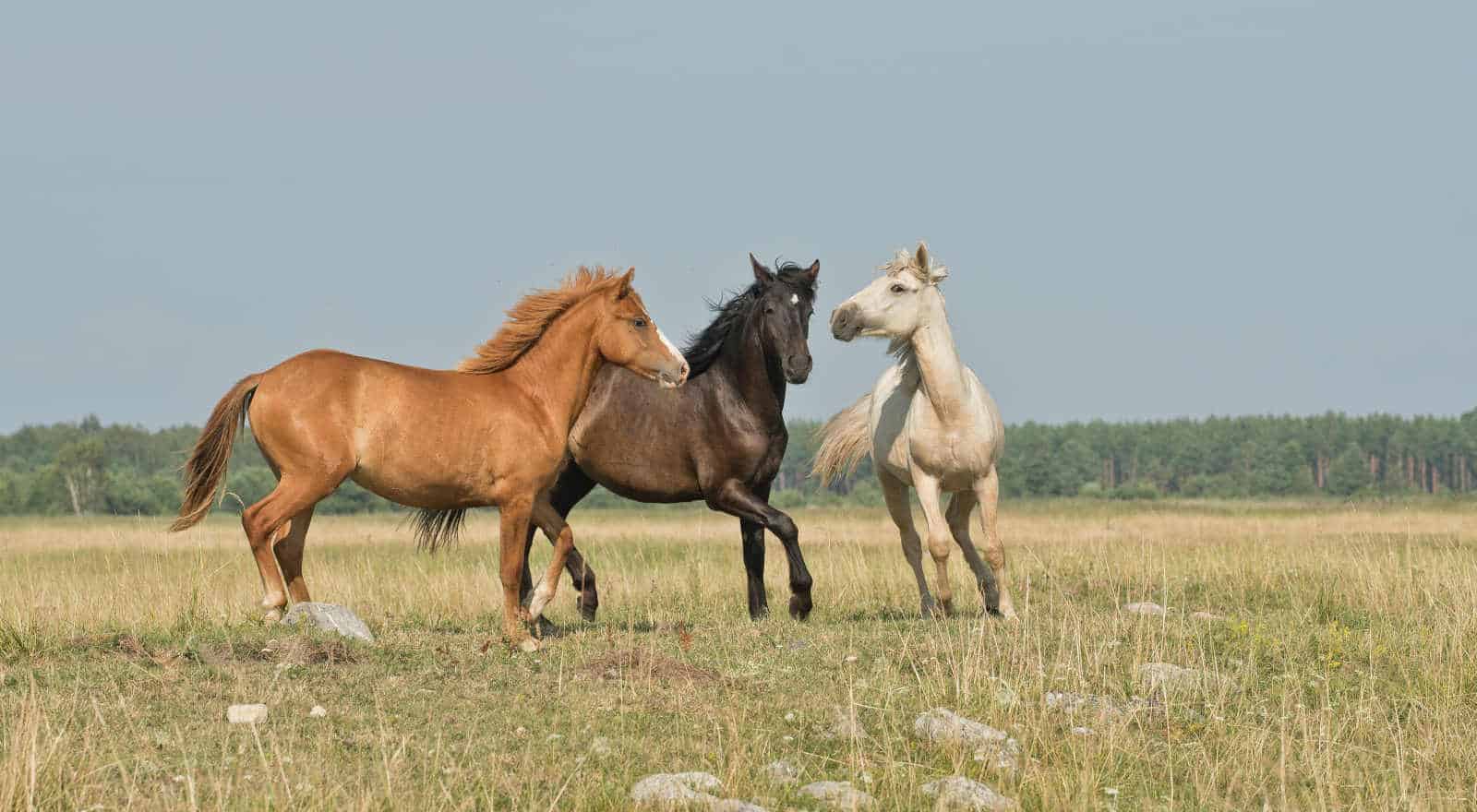 horses header