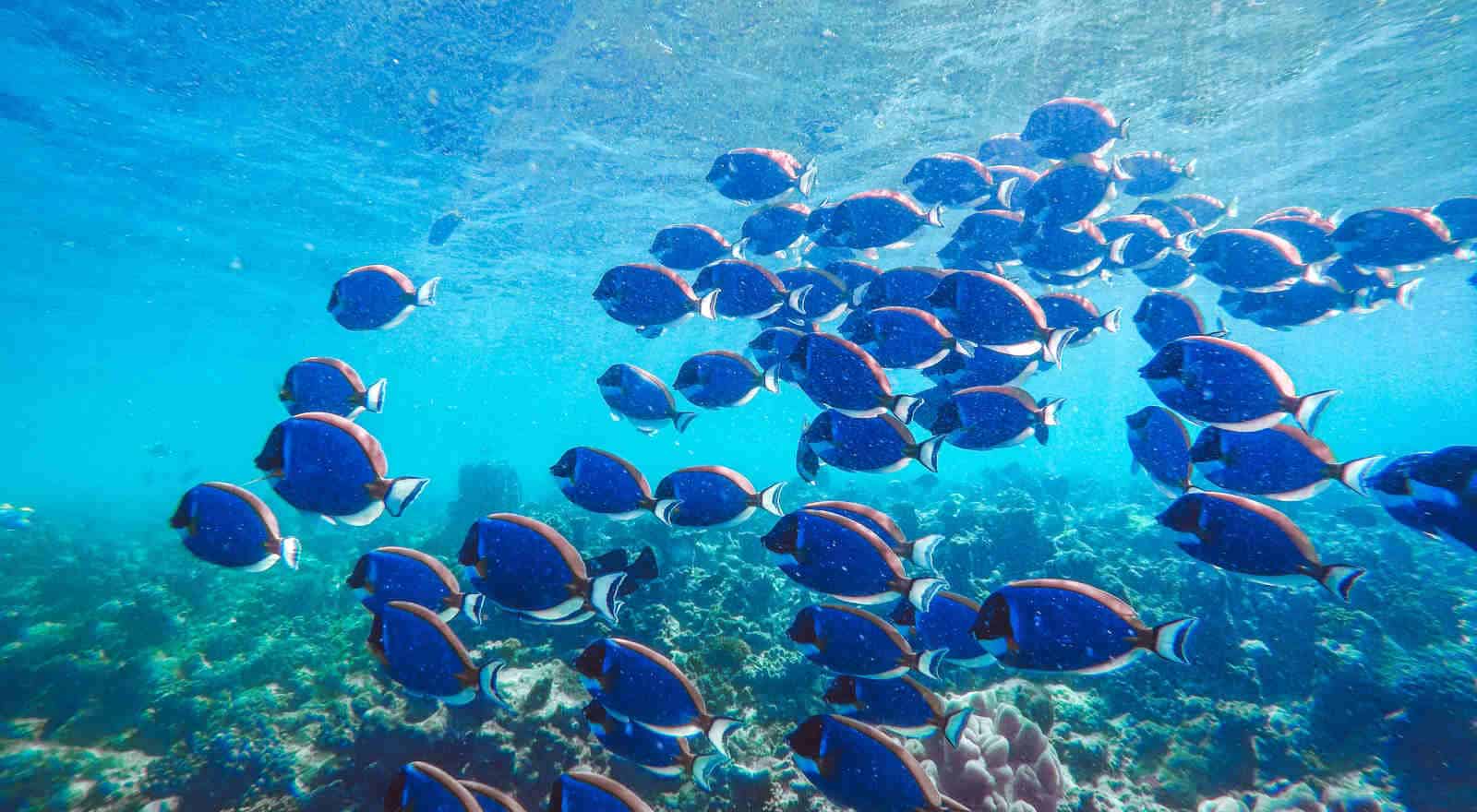 fish header