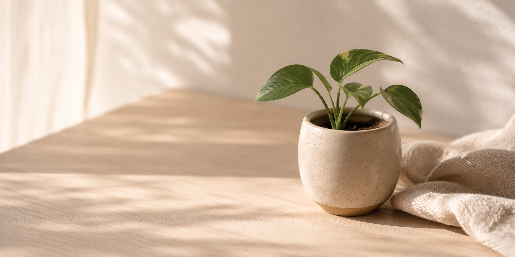 Wholesale Kratom From Mitra9—Delivering Consistent Quality Each Time Small potted plant in a neutral ceramic pot on a wooden surface beside a folded linen napkin, soft side light